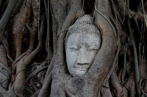 Premium Photo Buddha Head Overgrown By Fig Tree In Wat Mahathat