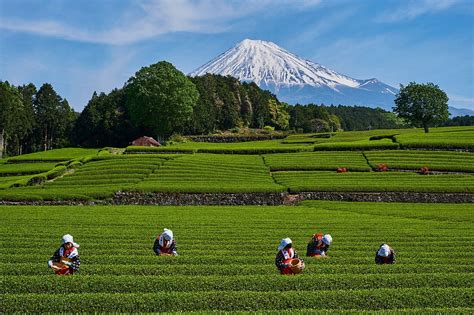 Japan Honshu Shizuoka Tea Harvest At License Image 71335678