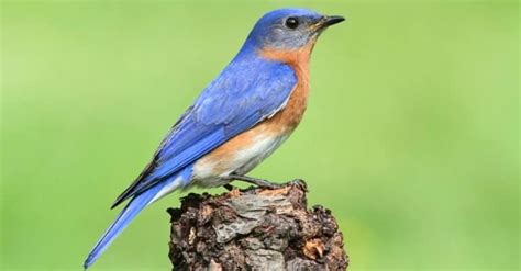 Eastern Bluebird Pictures Az Animals