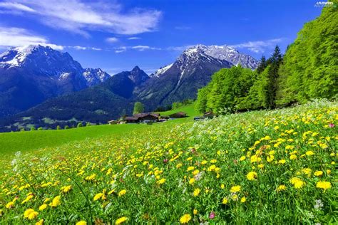 Mountains Meadow Houses Spring Woods Flowers Flowers Wallpapers