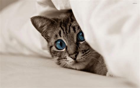 Kitten With Beautiful Blue Eyes Hiding Under The Covers Wallpaper