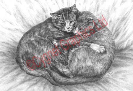 How to draw a cat head, draw a realistic cat, step by step, drawing guide, by finalprodigy. Cat Art and Kitten Sketches - Pencil Drawings by Kelli Swan