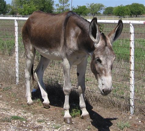 Mammoth Donkey For Sale