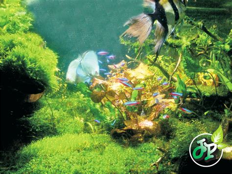 Saat ini, banyak sekali jenis tanaman aquascape tanpa co2 yang mudah dirawat dan ditemukan. Belajar Aquascape Pemula Aquascape tanpa CO2 Injection ...