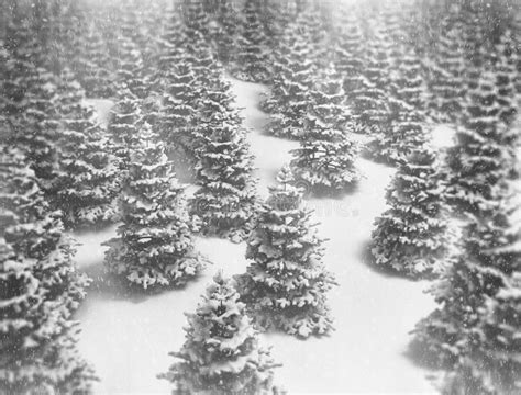 Snow Covered Christmas Tree In A Winter Landscape Stock Photo Image