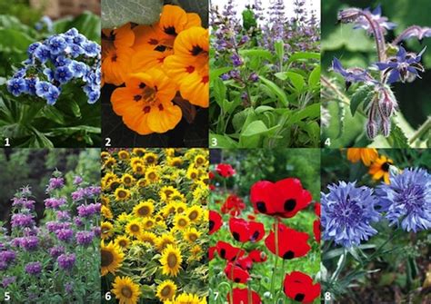Bees see blue the best, though they will come to other flowers. 20 plants to bring bees to your garden | GlobalNet Academy