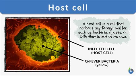 Host Cell Definition And Examples Biology Online Dictionary