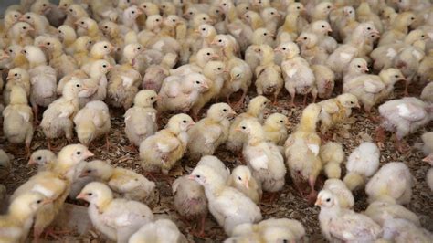 Salmonella Outbreak On Poultry Farms Investigated