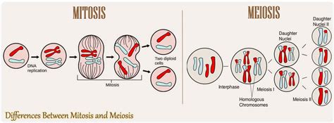 What is the difference between mitosis and meiosis? 16 Differences Between Mitosis And Meiosis | Mitosis Vs ...