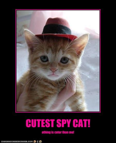 So here is all of the cat memes i did make (◉‿◉) (reddit.com). CUTEST SPY CAT! - Lolcats - lol | cat memes | funny cats ...