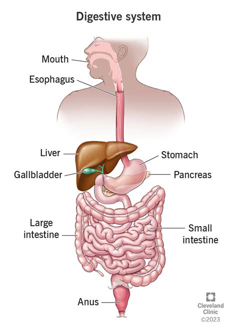 Digestive System Function Organs Anatomy