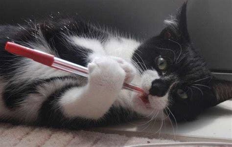 Harry potter cat pun names. 24 Hysterical Pun Names Perfect For Your New Cat | Purrtacular