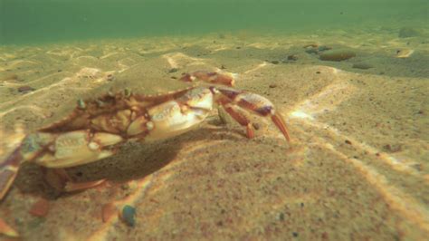 Ocean Crab Walking Along Ocean Sandy Floor Stock Footage Sbv