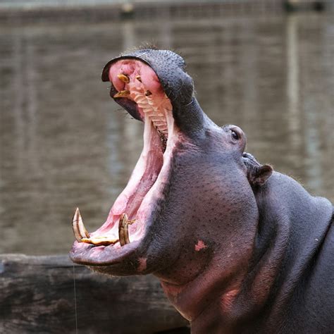 A Hippo With Its Mouth Open Photo Free Hippopotamus Image On Unsplash