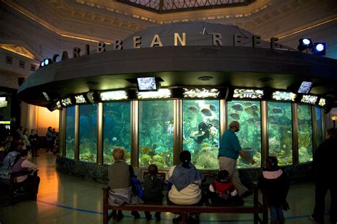 Shedd Aquarium Exhibits The Caribbean Reef Aquarium Views