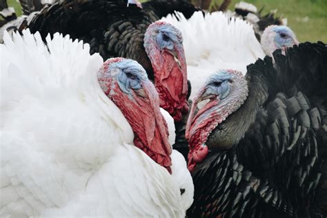 Thanksgiving And Rise In Popularity Of Turkey Meat Poultry With A