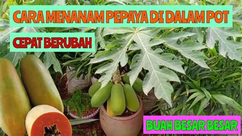 Cara Menanam Pepaya Dalam Pot Agar Cepat Berubah Youtube