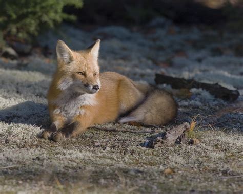 Beautiful Ultra High Quality Red Fox 7500x6000 Foxes