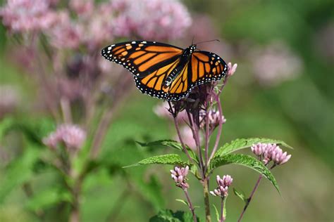 Papillon Monarque Joanne Flickr