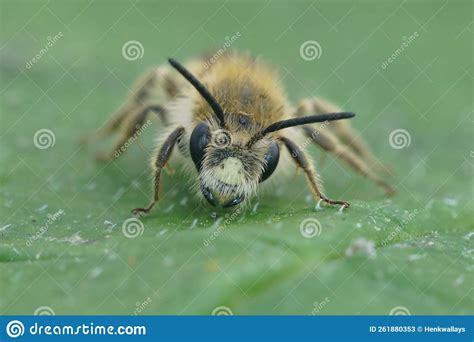 Frontal Closeup On A Hairy Male Catsear Mining Bee Andrena Humilis