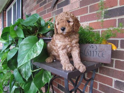 For instance, an f1 or 1st generation cross would be 50% miniature poodle and 50% golden retriever. Goldendoodles by Rosie: Mini-Doodles in Kentucky