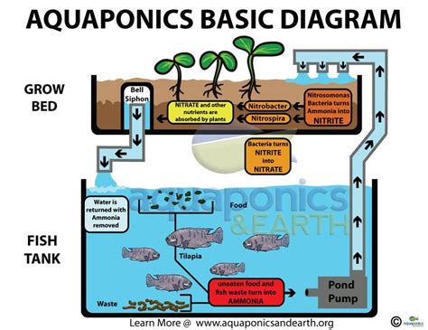 Basic Aquaponics Set Up Acuaponía Jardinería Hidropónica Cultivos