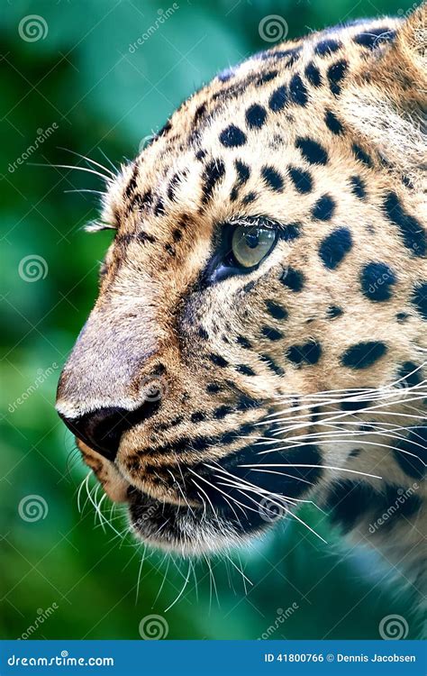 Leopardo De Amur Orientalis Del Pardus Del Panthera Foto De Archivo