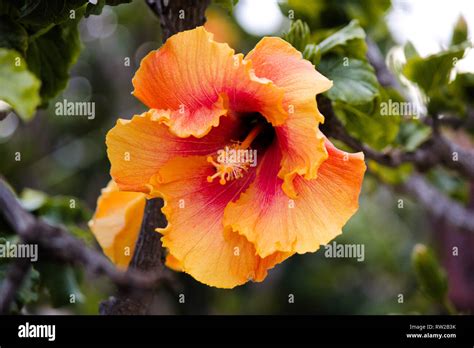 Beautiful Orange And Yellow Hibiscus Stock Photo Alamy