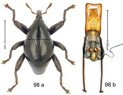 Alat, jalan penelitian, variabel penelitian dan analisis data. Diberi Nama Tokoh Star Wars, 103 Spesies Kumbang Baru ...