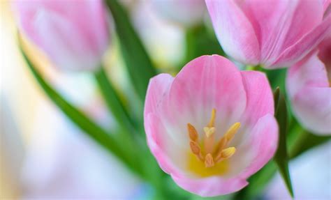 Tulips Pink Close Up Bouquet Spring Hd Wallpaper