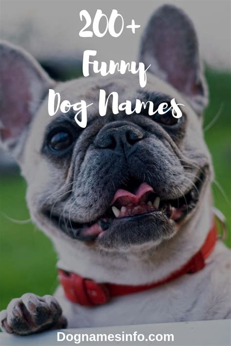 Funny Dog Names 2022 200 Hilarious Puppy Names You Never Seen