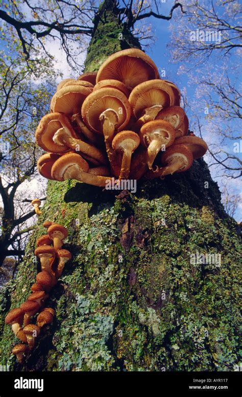 Honey Fungus On Oak Tree Stock Photo Alamy