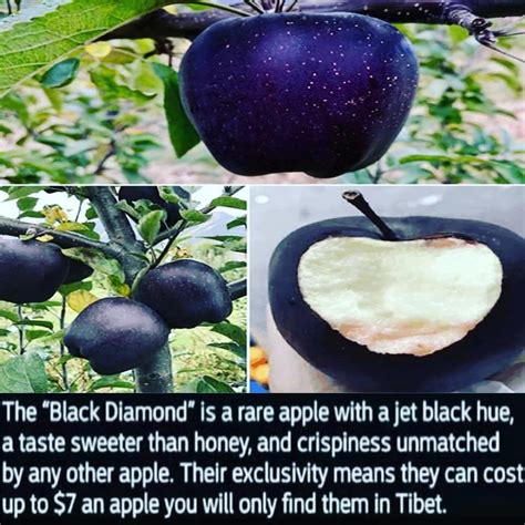 Yes The Expensive Black Apples Exist Fruit Black Diamond