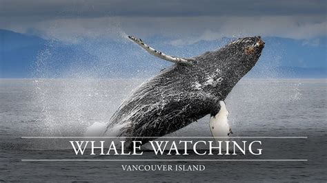 Whale Watching Vancouver Island Guide To The Best Spots And Tours