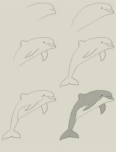 How To Draw A Dolphin Step By Step Realistic