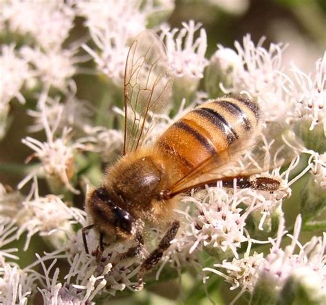 Pollinators What Is The Connection Between Honey Bees And Almond Farming
