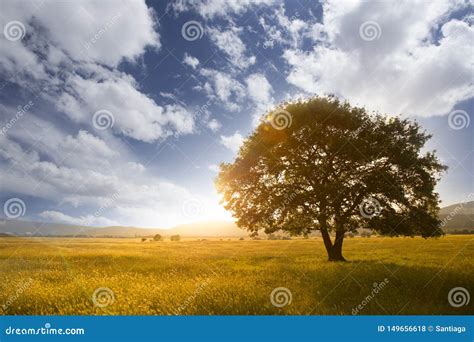 Tree In Grass Field Lone Oak At Sunset Against A Background Of