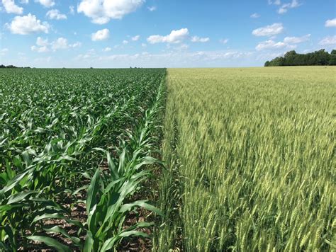 Adding Winter Wheat To A Crop Rotation Cropwatch University Of