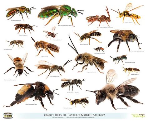 Beautiful Bees Of Eastern North America Poster By Beautifulbees