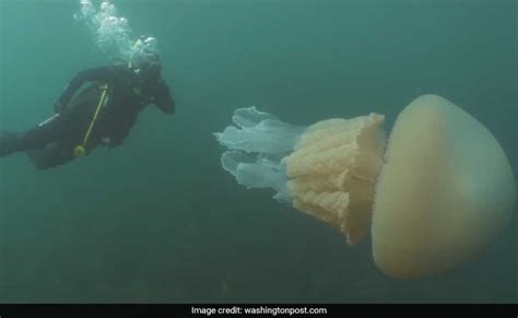 Video Woman Sees Something Large Underwater Human Sized Jellyfish