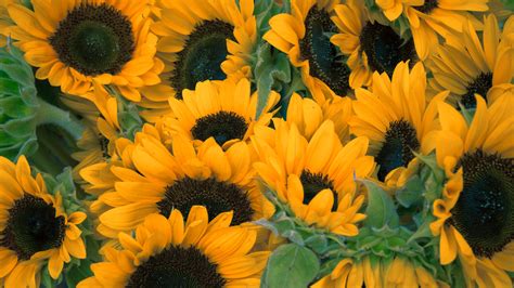 Dark Yellow Sunflowers 4k Hd Flowers Wallpapers Hd Wallpapers Id 38536