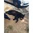 Bear Struck And Killed On Business 40  Local News Journalnowcom