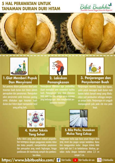Bila pokok berumur 5 tahun, tabur dengan baja penggalak buah dan kurangkan baja subur. 5 HAL PERAWATAN IDEAL TANAMAN DURIAN DURI HITAM | Bibit Buahku