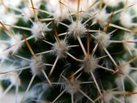 Free Images Nature Flower Botany Cacti Flora Fauna Close Up