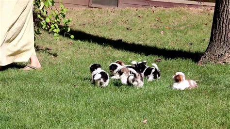 Find shih tzu dogs and puppies from missouri breeders. Shih Tzu Puppies For Sale - YouTube