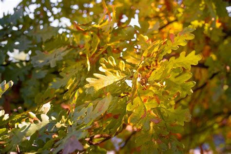 Oak Tree With Yellowing Leaves In The Rays Of The Autumn Sun Stock