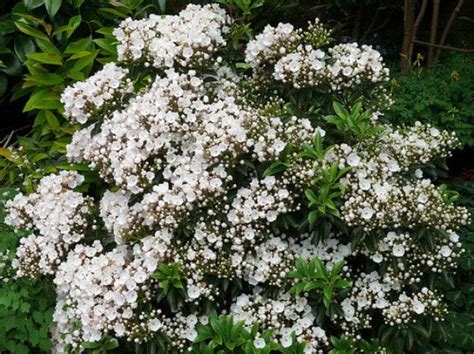 Elf Dwarf Mountain Laurel Kalmia Very Hardy 25 Pot From