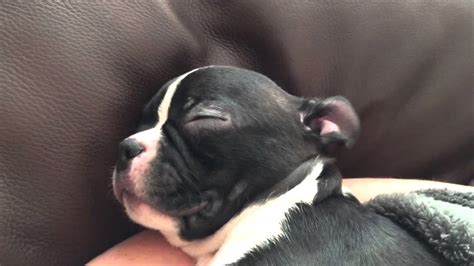 Adorable Baby Boston Terrier Sleeping Youtube