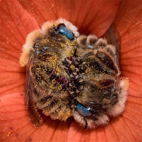 How Do Bees Sleep Howdoze