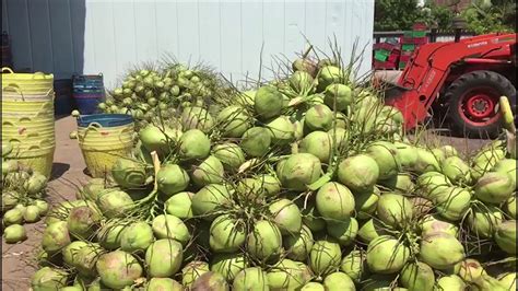 Coconutfarm In Thailand Youtube
